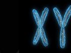 Сколько хромосом содержит ядро сперматозоида и какие особенности есть у хромосомного набора спермиев?